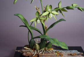Orchid Sculpture